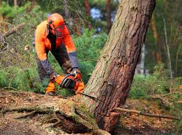 Trusted Rosedale, MS Tree Care Services Experts