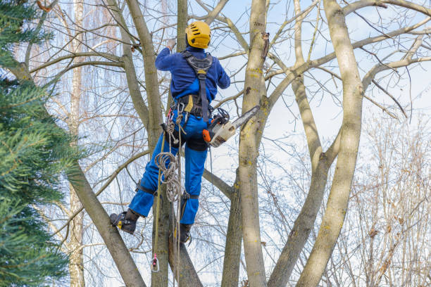 How Our Tree Care Process Works  in  Rosedale, MS